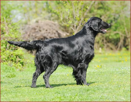 FLAT COATED RETRIEVER - Allevamento LEGEND OF CRUDY - Lorenza Peruggini ...