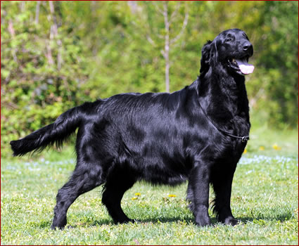 FLAT COATED RETRIEVER - Allevamento LEGEND OF CRUDY - Lorenza Peruggini ...