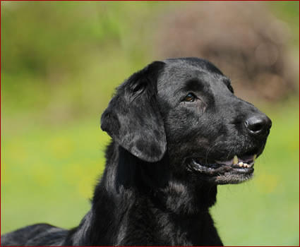 FLAT COATED RETRIEVER - Allevamento LEGEND OF CRUDY - Lorenza Peruggini ...